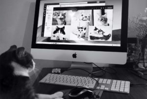 Et les chats alors ! Toujours à squatter les ordi avec leur vidéo-conf'